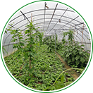 自產(chǎn)自銷(xiāo)，物美價(jià)廉